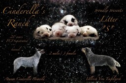 letáček prezentace vrhu